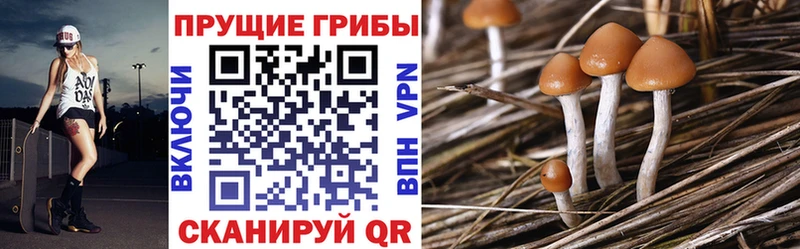 Галлюциногенные грибы Psilocybine cubensis  сколько стоит  Курчатов 